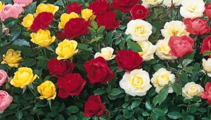 Miresme îmbătătoare în capitala Ecuadorului. Floriştii sunt aşteptaţi la cel mai mare  iarmaroc de trandafiri din lume