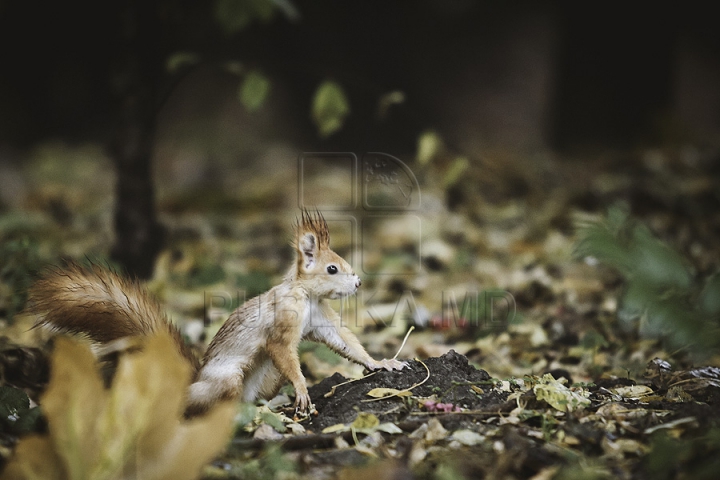 NO COMMENT! 20 DE FOTOGRAFII cu o dimineaţă de toamnă "tăcută" în Chişinău