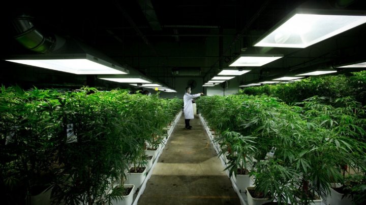 Chile, prima ţară din America Latină care va cultiva marijuana în scopuri medicinale