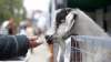 Fermierii din autonomia găgăuză au încheiat sezonul agricol, organizând o expoziţie de animale  