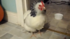 VIRAL PE INTERNET! Vezi o găină care strănută (VIDEO)