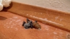 Clipul care a devenit viral pe Internet! Ce ciudăţenie iese din trupul unui păianjen ucis (VIDEO) 