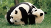 Meci de wrestling între doi ursuleţi panda. Niciun animal nu s-a lăsat bătut (VIDEO)
