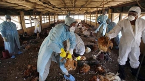 Autorităţile olandeze în ALERTĂ! Au prelungit interdicţia privind transportul produselor avicole