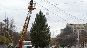Autorităţile capitalei caută pomul de Crăciun. Nu toţi brazii găsiţi corespund cerinţelor (VIDEO)