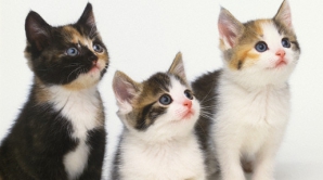 În Cipru vor fi amenajate locuri speciale unde turiştii şi localnicii vor putea să hrănească pisicile fără stăpân