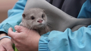 Un pui de vidră a primit a doua şansă la viaţă. Mamiferul găsit neajutorat pe plajă este tratat regeşte (VIDEO)