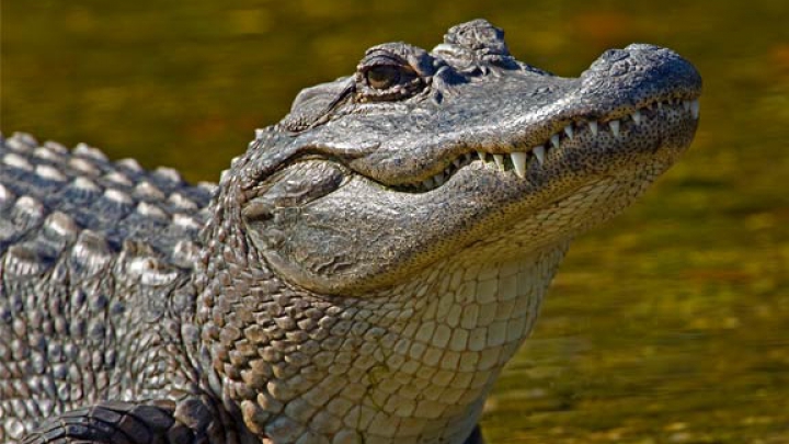 (FOTO) Un american a capturat un aligator uriaş într-un lac din Miami