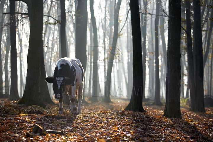 Imagini cu toamna târzie din acest an. Liniştea a pus stăpânire pe Moldova (FOTOREPORTAJ)