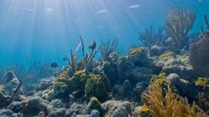 Cum arată peştele care locuieşte la o adâncime de peste opt kilometri (VIDEO)