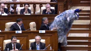 NO COMMENT! "Capra" obraznică a urătorilor s-a dat la parlamentari (VIDEO)