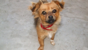 Se practică în Australia: Oamenii îşi iau la serviciu animalele de companie