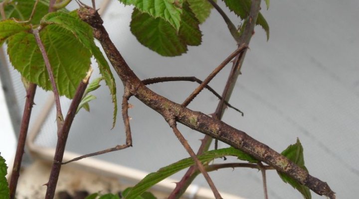 Descoperire ciudată. Cum arată una dintre cele mai mari insecte din lume (FOTO)