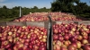 Peste 20 de tone de mere moldoveneşti, nimicite cu BULDOZERUL de ruşi (VIDEO)