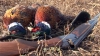 Sezonul de vânătoare la fazani expiră duminică. Vânătorii din Coloniţă au ieşit după pradă 