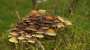 Afacere ilegală cu ciuperci, dată peste cap de poliţie. Instanţa urmează să decidă penalizarea 