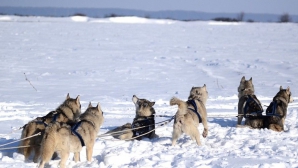 Cursă complicată la frontiera dintre Cehia şi Polonia: Zeci de câini au fost înhămaţi la sănii 