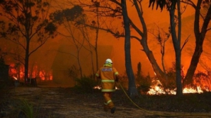 Medicii veterinari, în alertă: Zeci de animale sunt în pericol din cauza incendiilor de vegetaţie