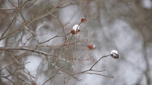 METEO: În următoarele zile va ninge în nordul ţării. Câte grade vor indica termometrele