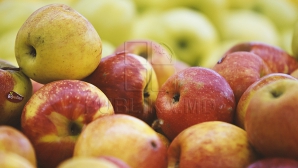 Bumacov: Negocierile privind exporturile în Federaţia Rusă vor fi reluate 