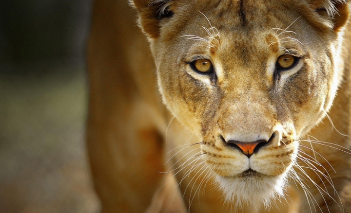 Criza nu-l afectează! Cum se descurcă leul moldovenesc de la Grădina Zoo din Chişinău