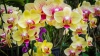De ce se ofilesc brusc bobocii și florile de orhidee