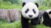 Toţi urşii panda de pe glob au fost adunaţi la un festival chinezesc (VIDEO)