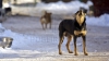 Moldovenii, ÎN PERICOL. Avertizarea medicilor privind numărul de animale bolnave de rabie