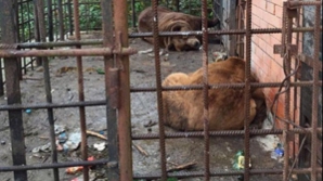 De NECREZUT! Doi urși din Rusia, trimiși la dezalcoolizare în România (VIDEO)