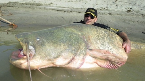 Un italian a scos din apă un peşte ENORM. Isprava ar putea fi un record (FOTO)