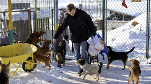 "Ei tot au nevoie de ajutor". Zeci de oameni au devenit receptivi la nevoile animalelor dintr-un azil