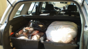 Transportată în condiţii antisanitare. Marfa unui bărbat urma să ajungă pe mesele unor oameni