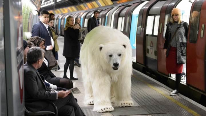 Surpriză incredibilă! Un animal uriaș şi-a făcut apariţia pe străzile unui oraş (FOTO)