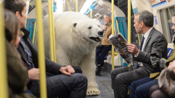 Surpriză incredibilă! Un animal uriaș şi-a făcut apariţia pe străzile unui oraş (FOTO)