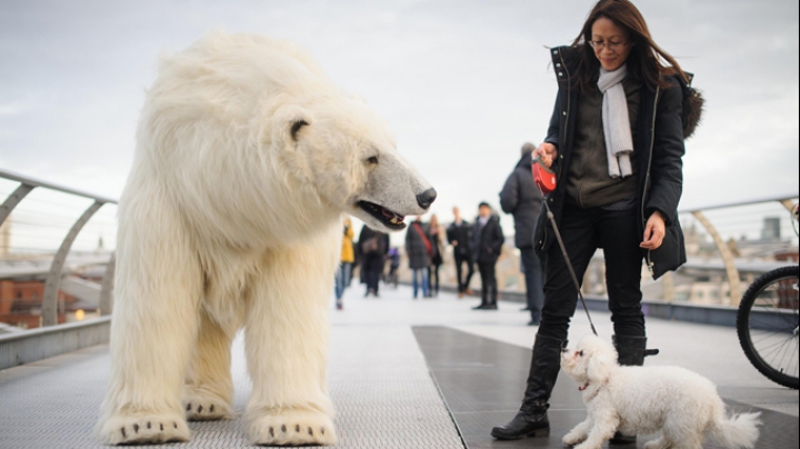 Surpriză incredibilă! Un animal uriaș şi-a făcut apariţia pe străzile unui oraş (FOTO)