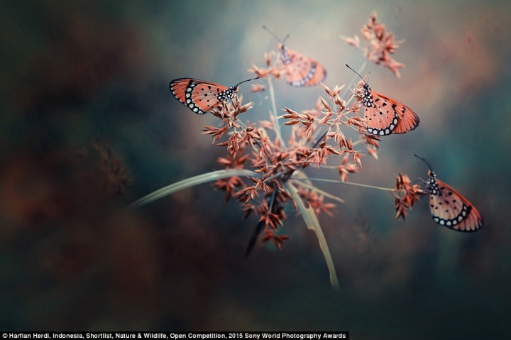 Cele mai impresionante poze nominalizate la Sony World Photography Awards 2015 (FOTOREPORT)