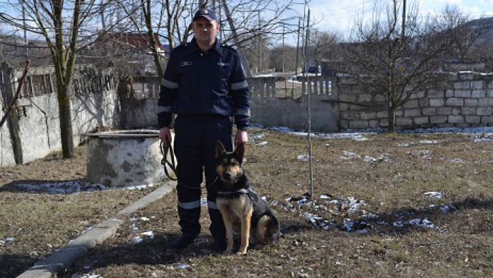 Câinele polițist Exon continuă să bage spaima în infractori! Doi tineri au fost reținuți la Hâncești (FOTO)