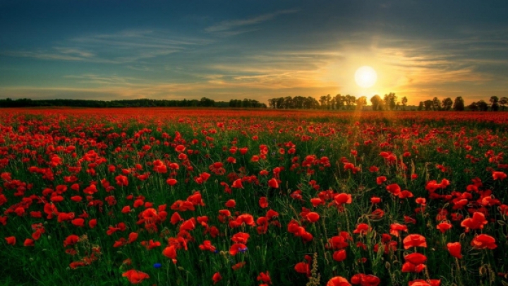 Limbajul florilor. Ce mesaje transmit plantele 