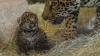 Vedetă la Grădina Zoologică din San Diego. Un pui de jaguar face furori printre vizitatori (VIDEO)