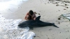 Doi delfini au fost salvaţi cu succes în Australia (VIDEO)
