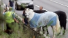 Cu caii pe autostradă. Ce le-a explicat poliţiştilor un călăreţ care a fost "tras pe dreapta" (VIDEO)