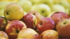 Ministerul Agriculturii cere Rusiei să extindă lista companiilor moldoveneşti exportatoare de mere