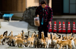 Destinaţie turistică inedită! Insula pe care locuiesc mai multe pisici decât oameni (VIDEO)