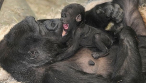 O minune s-a născut la un zoo din Chicago. Mama îl poartă cu ea peste tot (VIDEO)