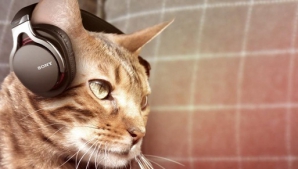 NU ŞTIAI? Muzica poate avea efecte terapeutice asupra pisicilor