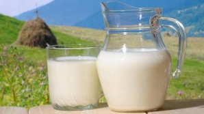 Lapte ÎN  praf. Ce să facă sătenii din Mihăilenii Noi cu lactatele