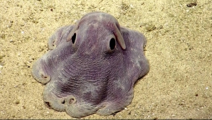 Cum arată caracatița "Dumbo", animăluțul-vedetă de pe rețelele de socializare (VIDEO)