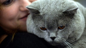 Expoziţie de pisici la Chişinău. Unele specimene cântăresc până la 10 kg (VIDEO)