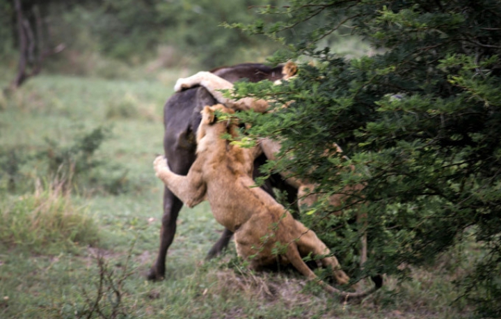 Un fotograf a surprins LUPTA PENTRU VIAŢĂ dintre doi lei şi doi bivoli (FOTO)