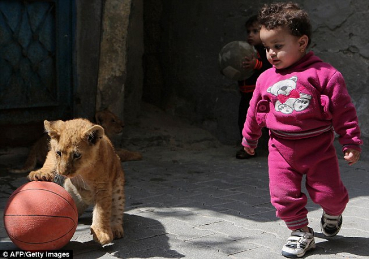 FOTOREPORT: Membrii adorabili ai unei familii din Gaza sunt hrăniţi ZILNIC cu kilograme de carne